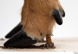 European roe deer foot hoof 0007.jpg